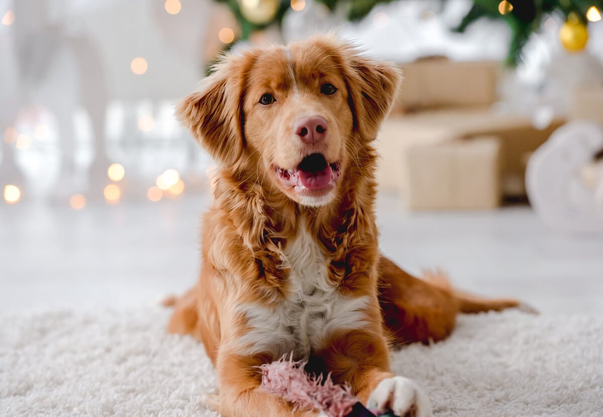 Stress-Free Holiday Travel with Pets: A Comprehensive Guide