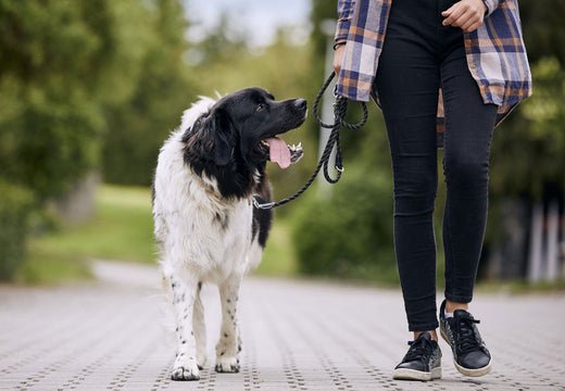 2025: The Year of Your Dog — 10 Ways to Elevate Your Dog’s Health and Wellness