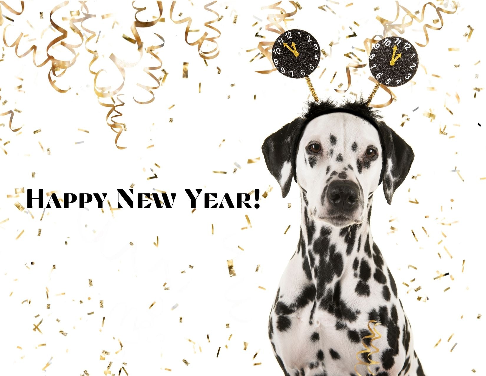 New Year’s Resolutions for Dogs: 12 re(solutions) to make your pup healthier and happier throughout the year!