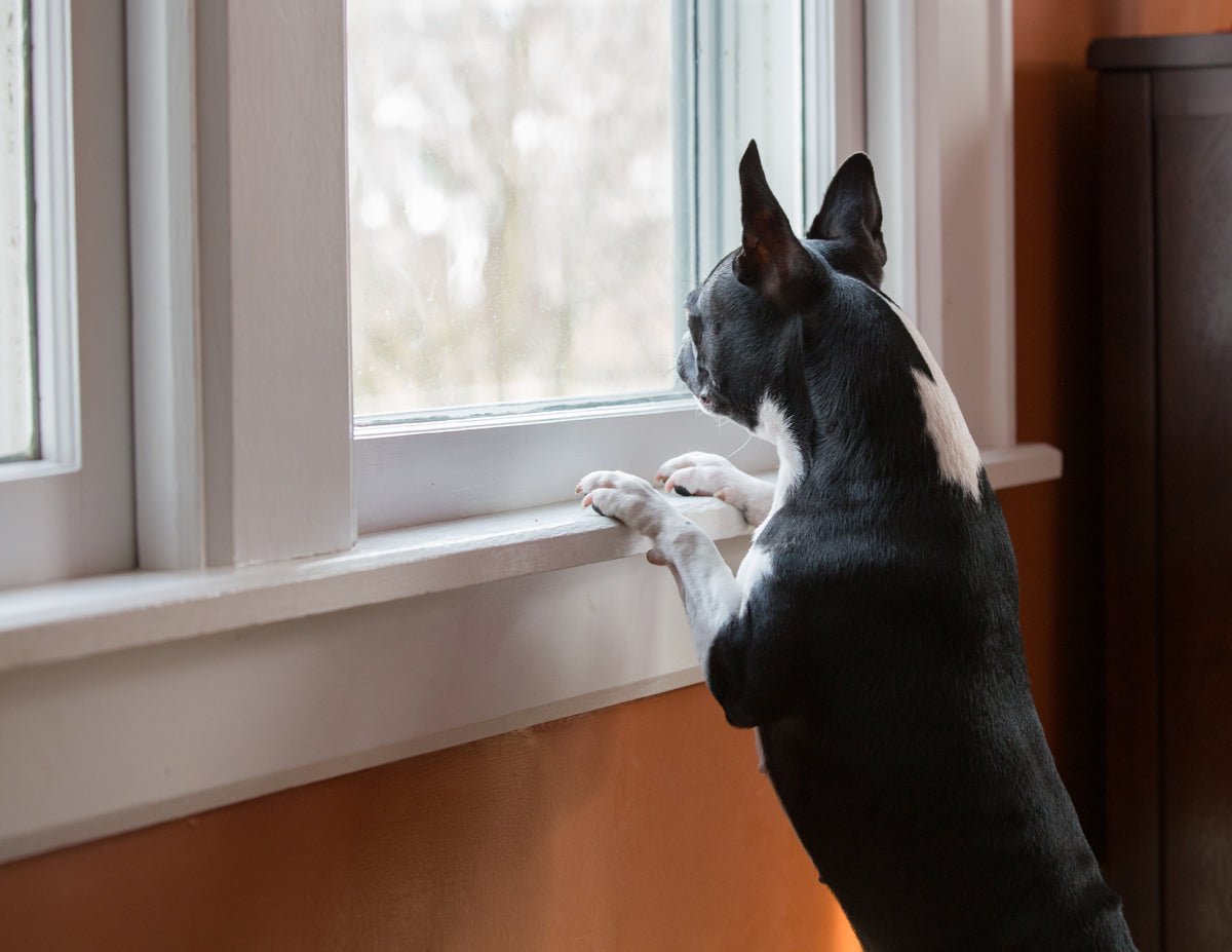 Reducing Back to School Stress for Your Dog