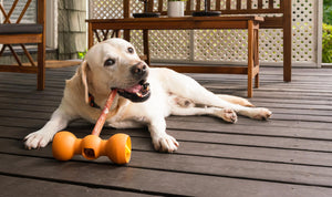 Dog Treat Guide: Choosing the Right Dog Treats - Bow Wow Labs