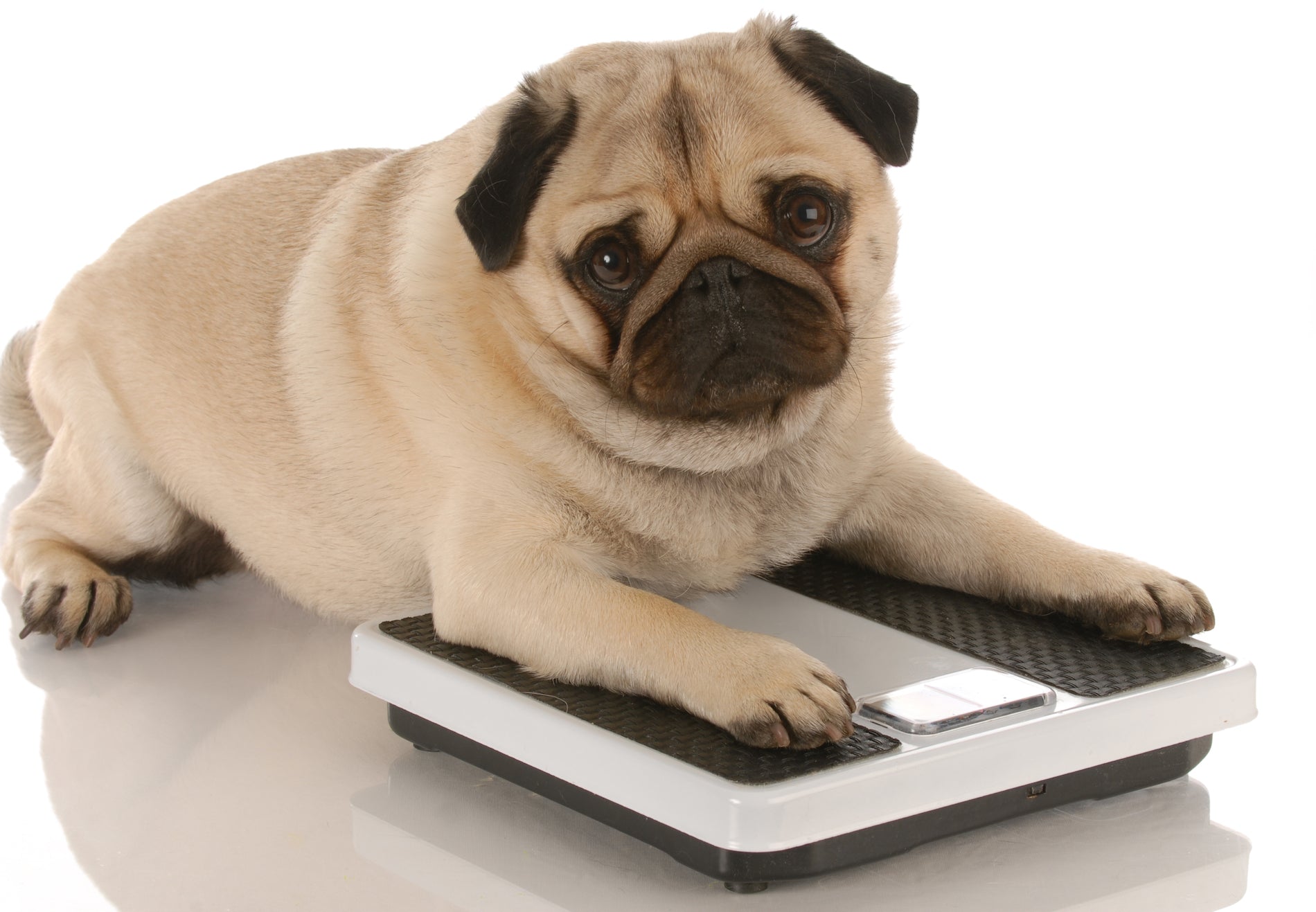 Think Your Dog is a Healthy Weight? Think Again.