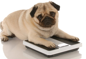 Think Your Dog is a Healthy Weight? Think Again. - Bow Wow Labs