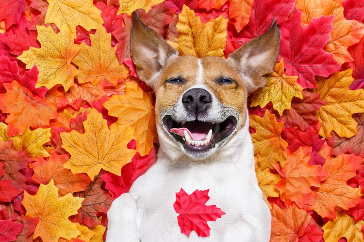 5 Must Do’s to Keep Your Furry Friend Safe During Fall!