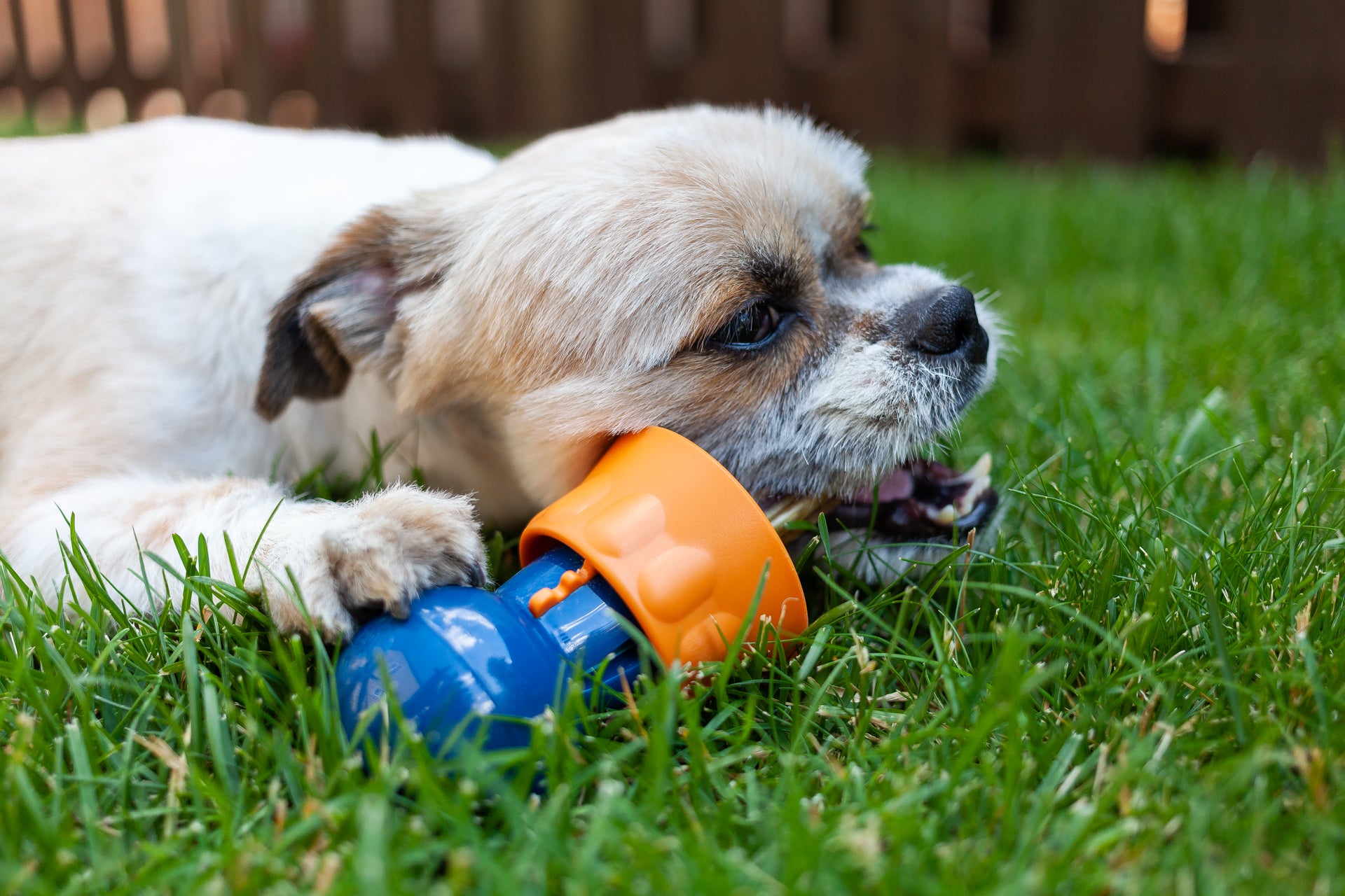 How To Clean Your Bully Buddy and Keep Bully Sticks Fresh for Longer