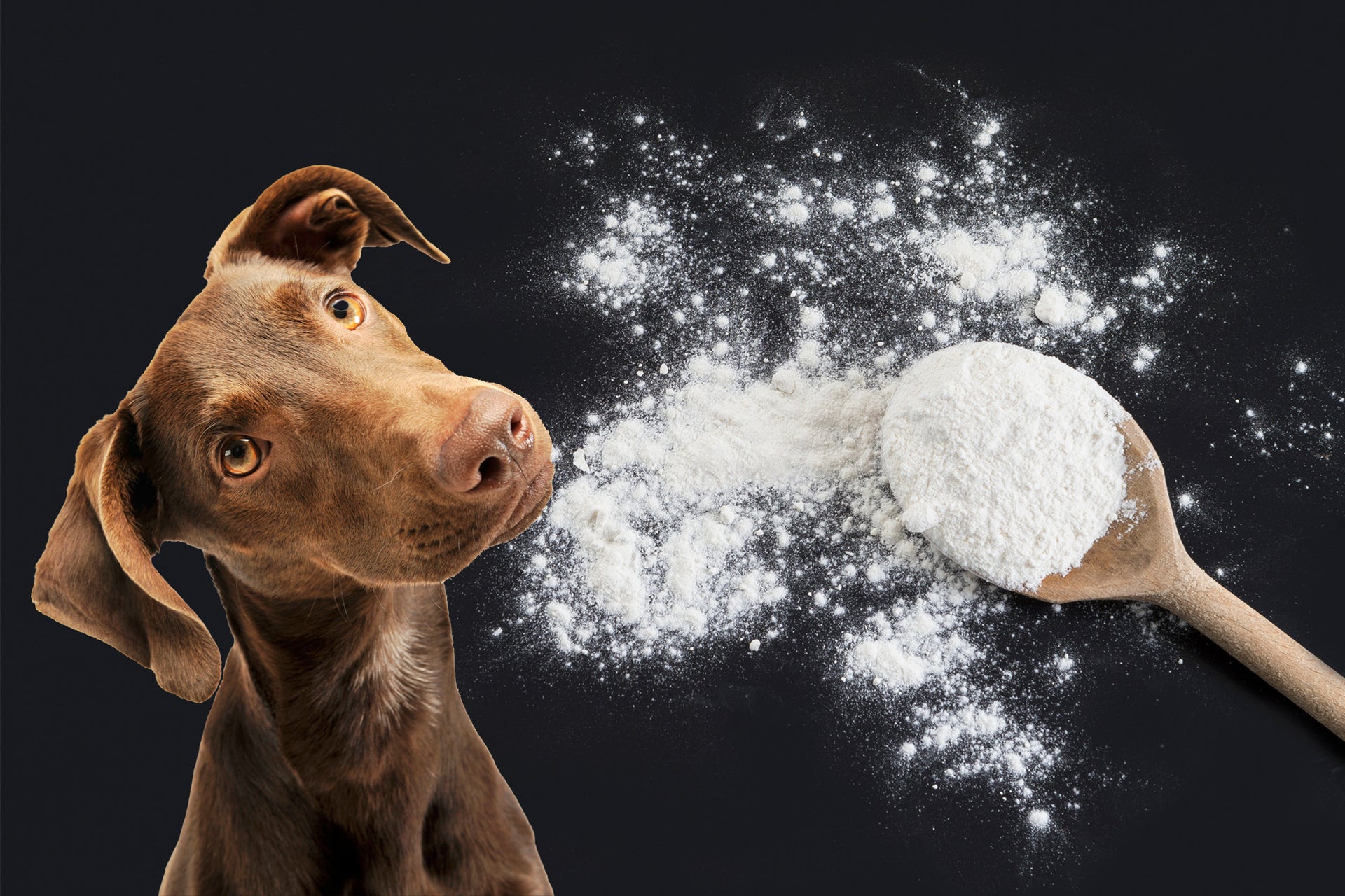 Discovering Arrowroot: A Nutritional Gem for Your Dog’s Wellness