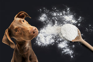 Discovering Arrowroot: A Nutritional Gem for Your Dog’s Wellness - Bow Wow Labs