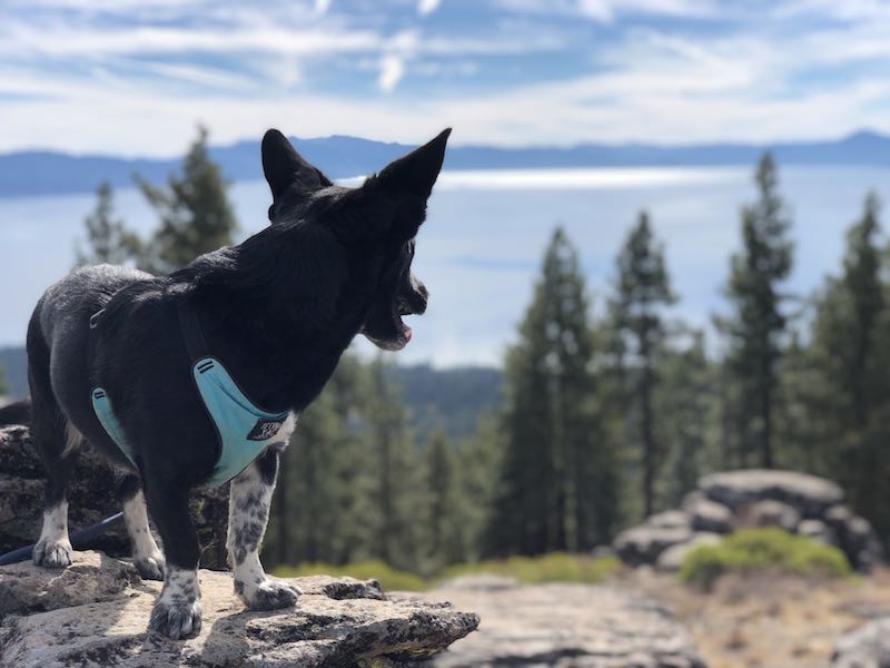 National Take a Hike Day Safety Tips + Great Hikes to Do with Your Pup