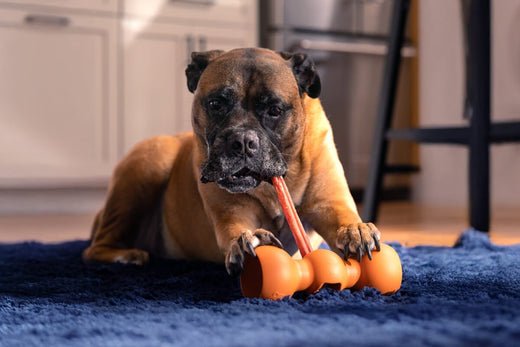 Beef Pizzle Sticks: A Safe and Natural Chew for Your Dog