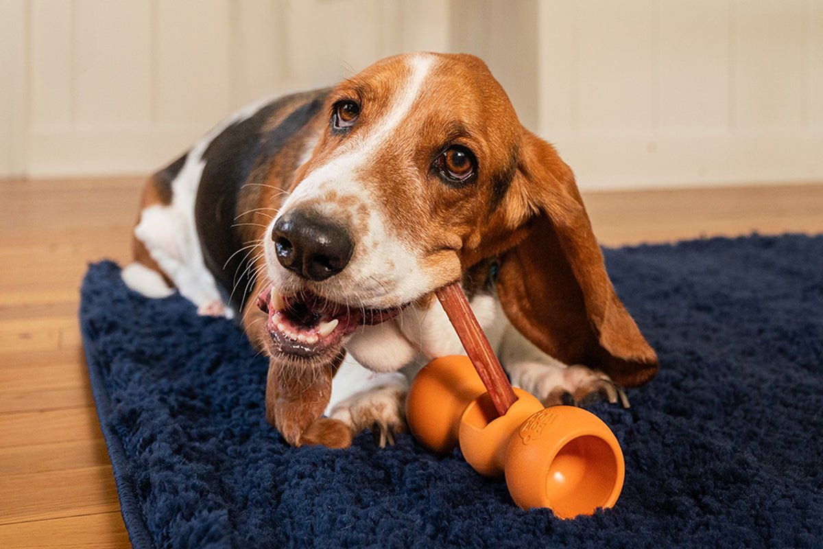 How to Pick Safe, Edible Dog Chews: A Guide for Pet Parents