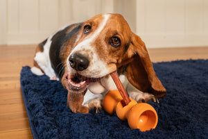 How to Pick Safe, Edible Dog Chews: A Guide for Pet Parents - Bow Wow Labs