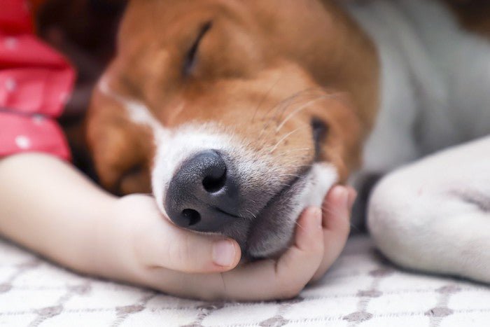 According to the Pet Poison Helpline, These Household Items are The Most Toxic to Your Dog