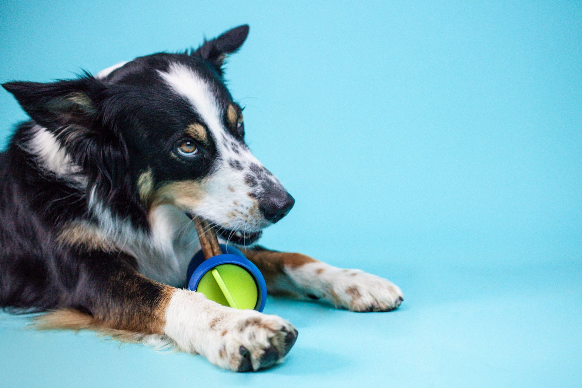 Are Bully Sticks Safe for Dogs?