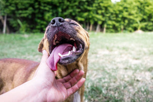 The Importance of Daily Oral Hygiene for Dogs: Simple Solutions for Healthy Smiles - Bow Wow Labs