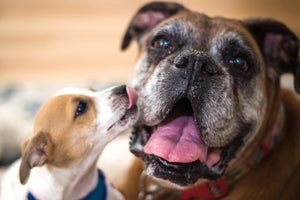 dog licking another dog