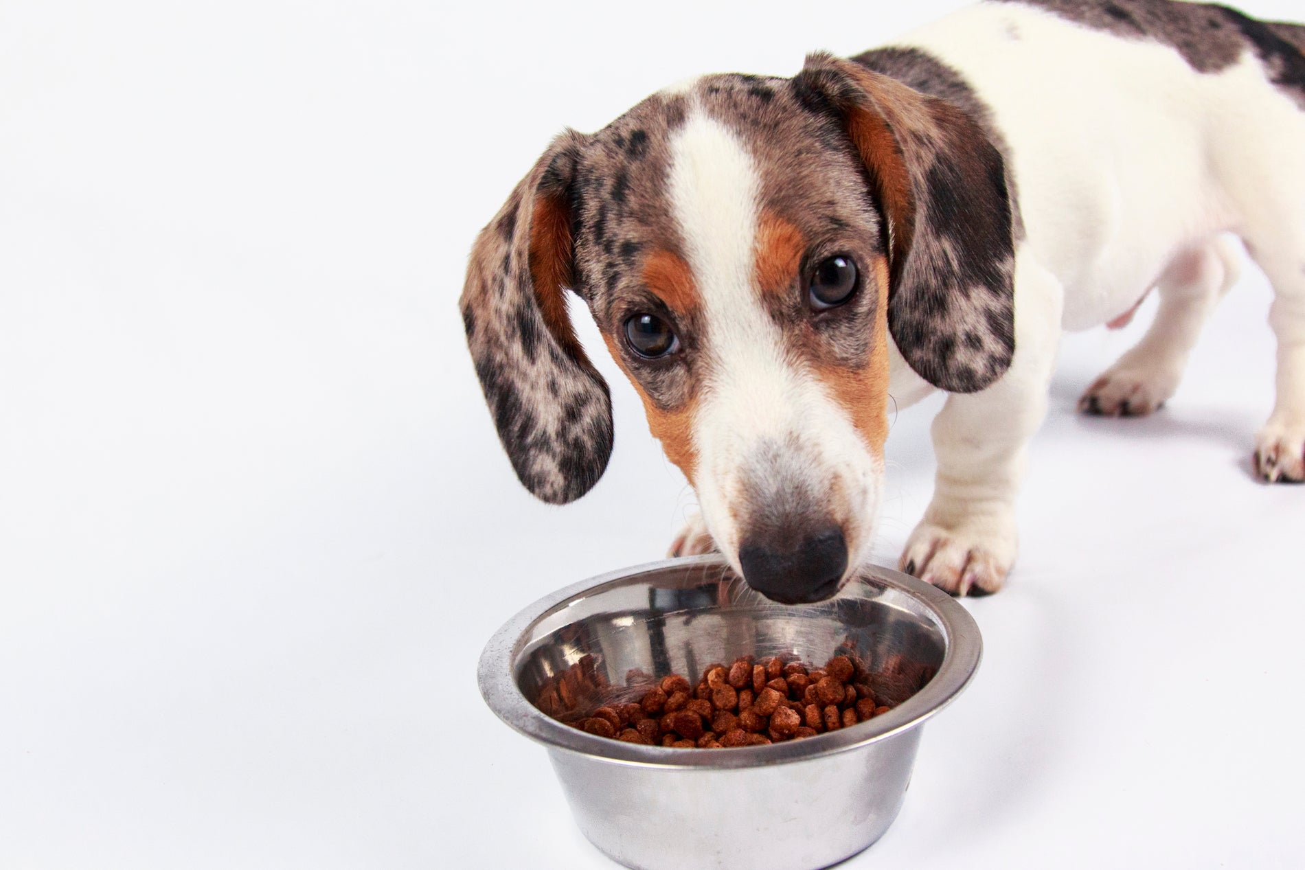 Switching your dog’s food? Here’s what to know about a stress-free transition