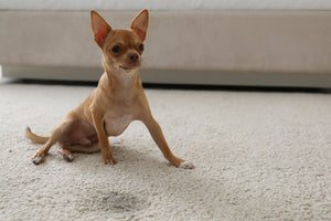 dog sitting next to its pee on the carpet