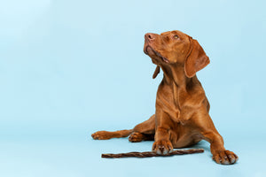 Pillars of Health: Single-Ingredient Dog Treats - Bow Wow Labs