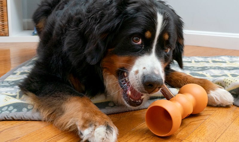 Allow Your Dog the Freedom to Chew: The Benefits of Long-Term Chews and the Bow Wow Buddy™