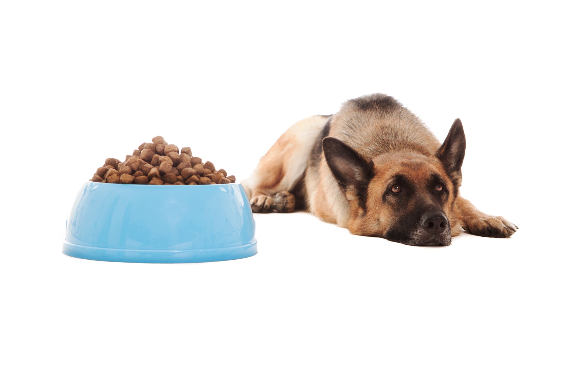 5 (Non-Medical) Reasons Your Dog May Be Refusing to Eat