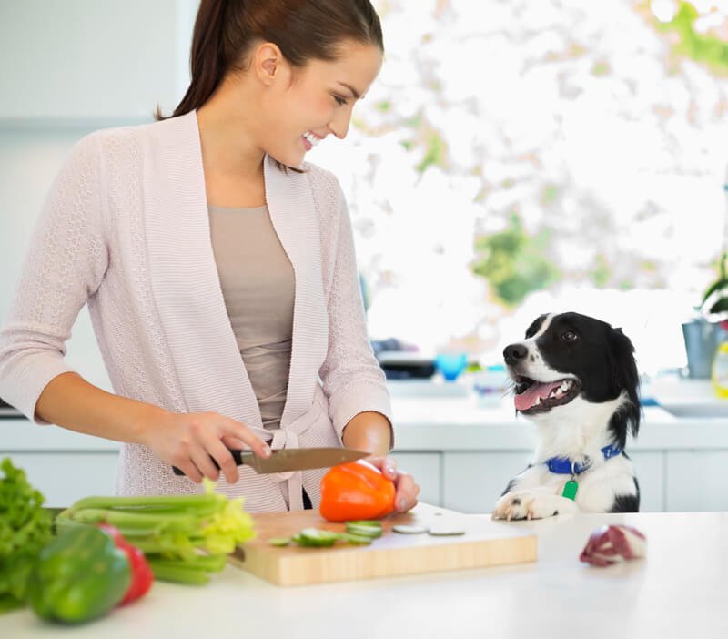 The Antioxidant Power of Foods for Your Dog’s Health