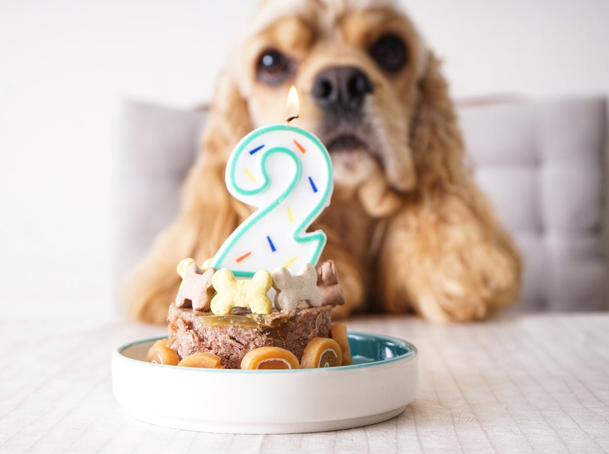 Dog Years to Human Years: How to Calculate How Old Your Dog Is