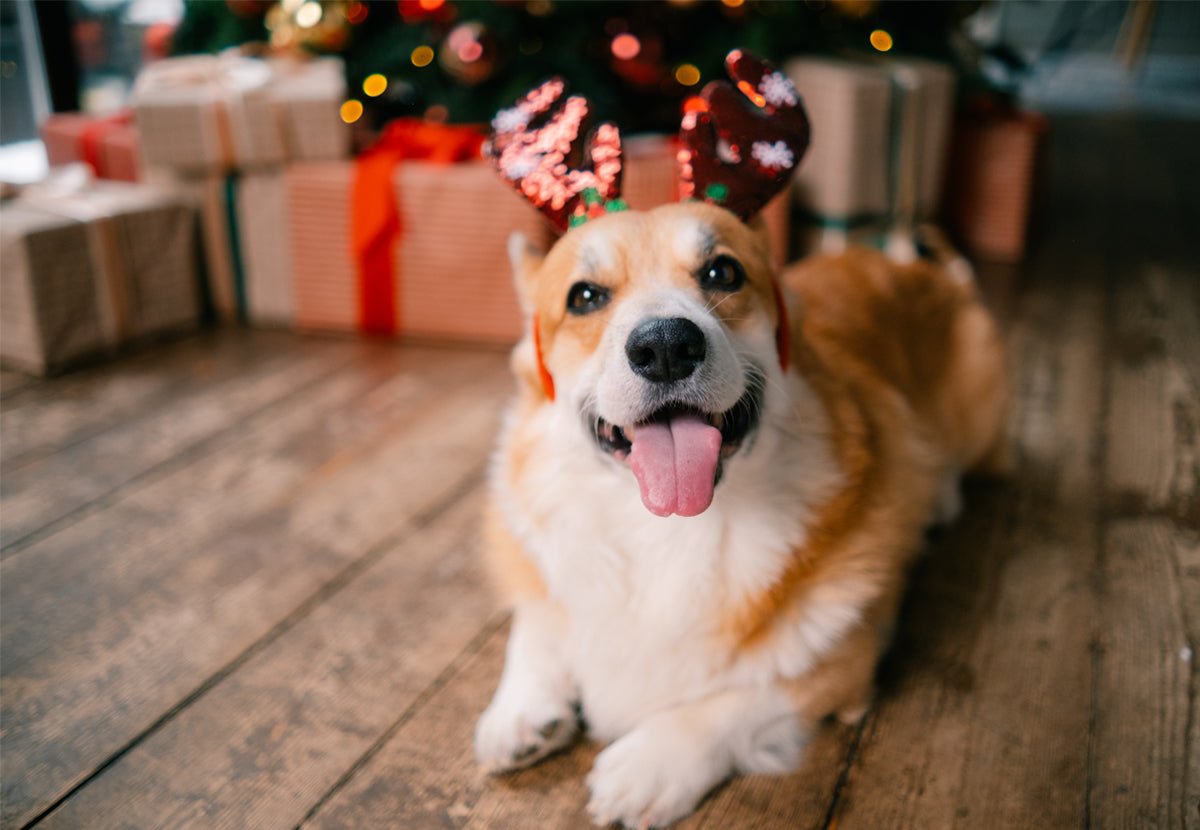 5 Tips for Setting Your Dog Up for Success with Holiday Visitors