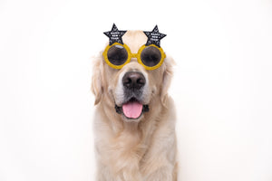 A New Year & New Ways to Improve Your Pup's Health! - Bow Wow Labs