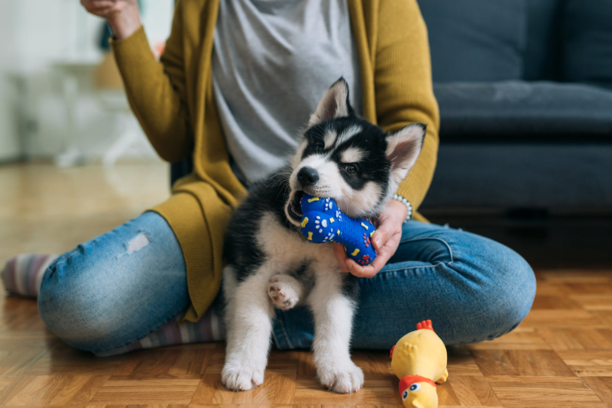 Why Chewing is Essential for Your Puppy’s Development (and Your Sanity!)