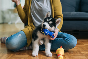 Puppy chewing a dog toy