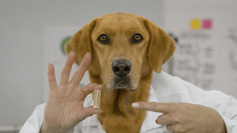 Solving the Bully Stick Problem