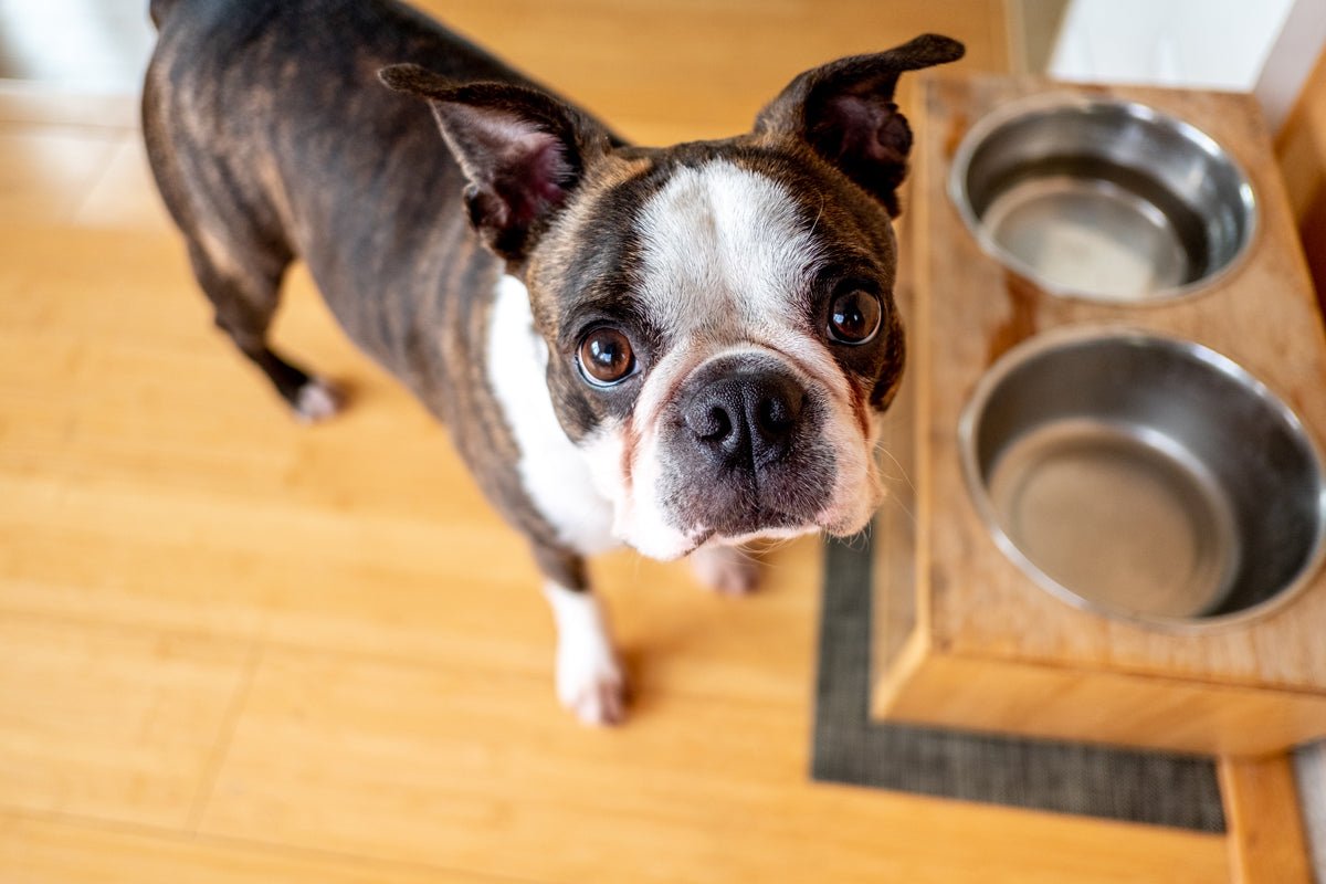 The Most Overlooked Spot in the House: Your Dog’s Bowl