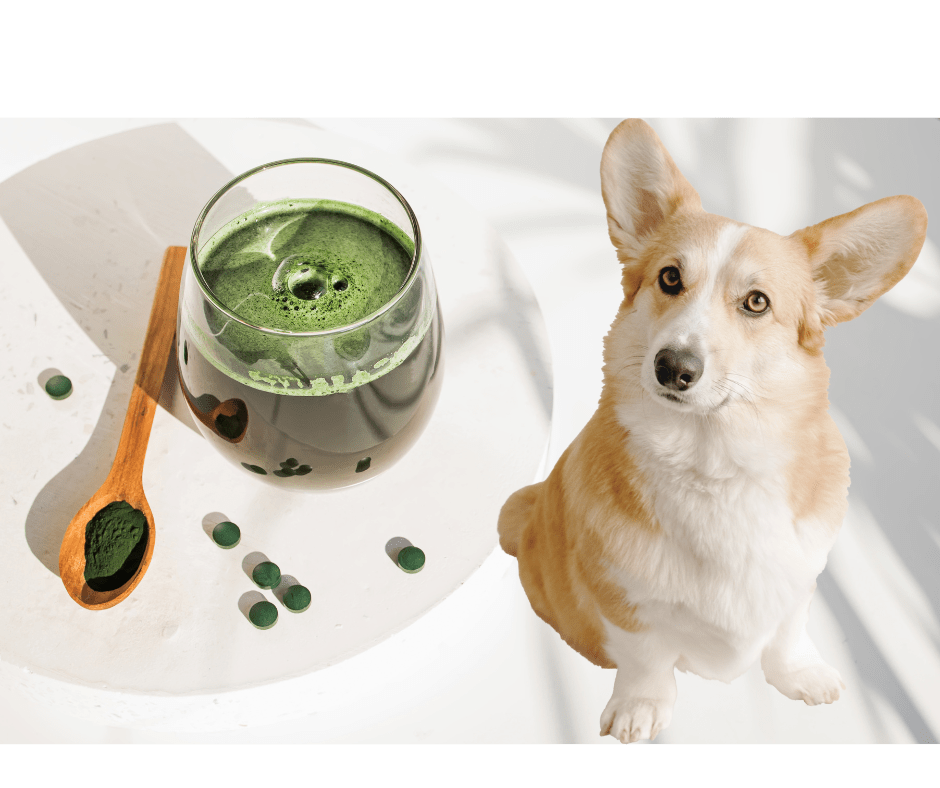 The Power of Spirulina: A Nutritional Marvel for Your Dog