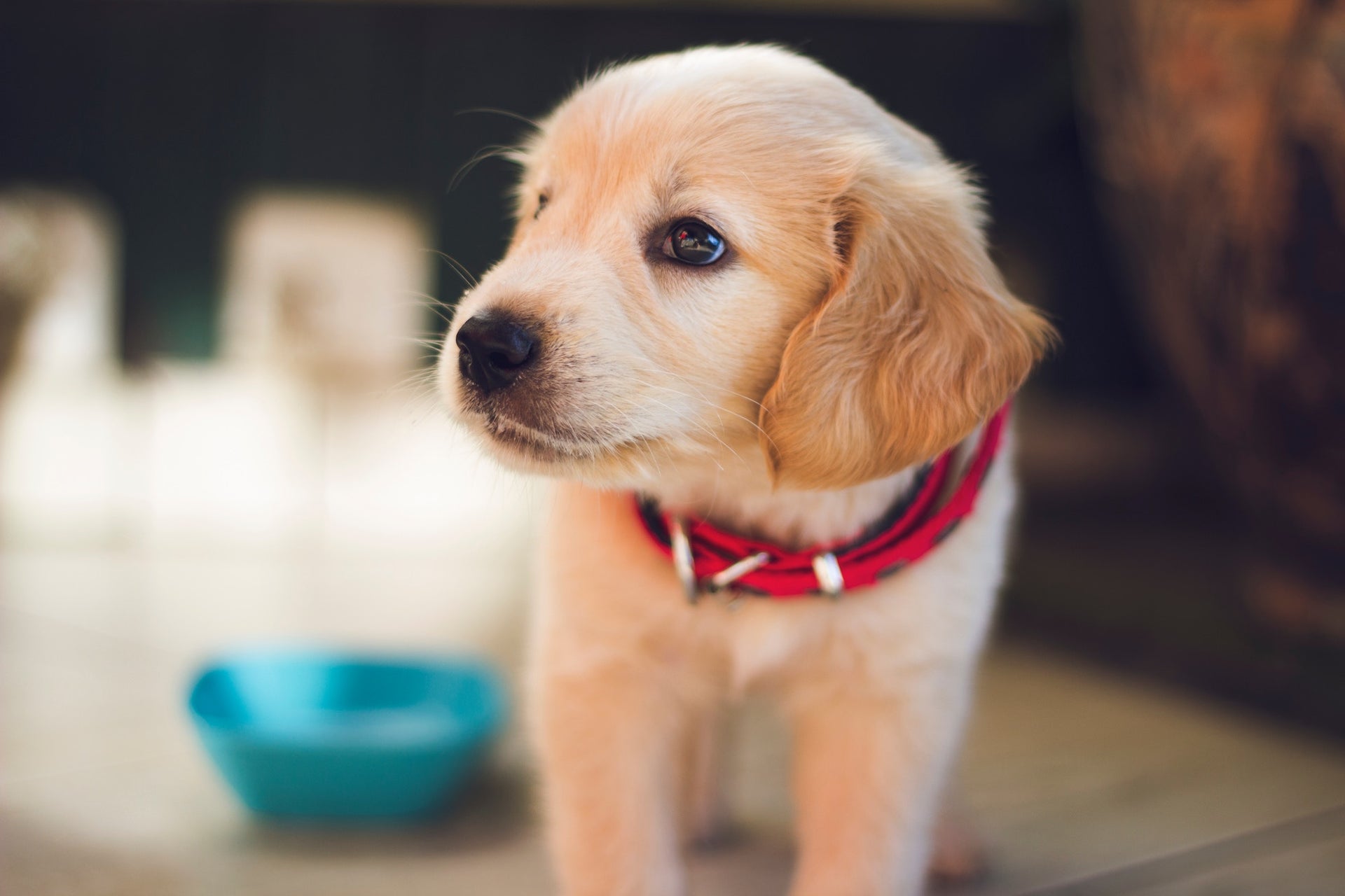 Are Bully Sticks Safe for Puppies?