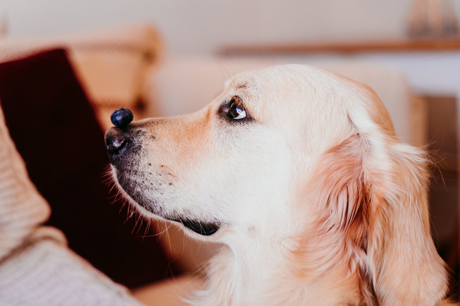 Yes, dogs can eat blueberries