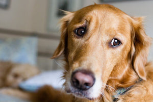 New Approaches to Treating Anxiety in Dogs - Bow Wow Labs