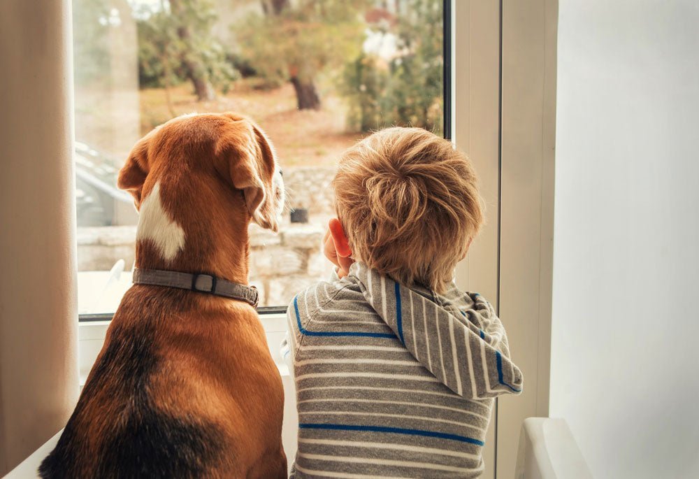 Feeling stressed? So is your dog.