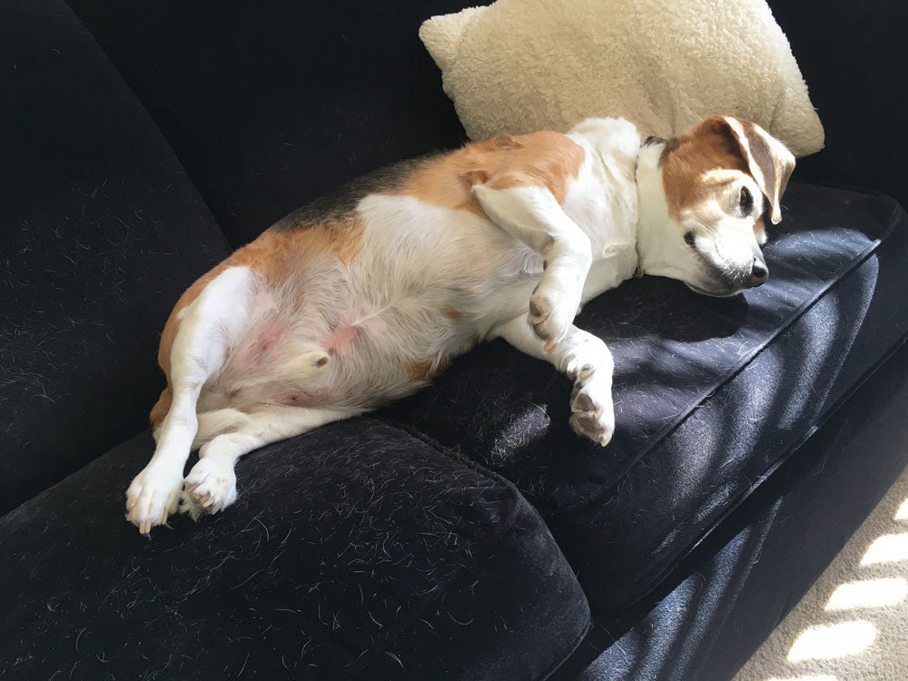 Is Your Pup Putting on the Pounds? Simple Ways to Prevent Dog Obesity