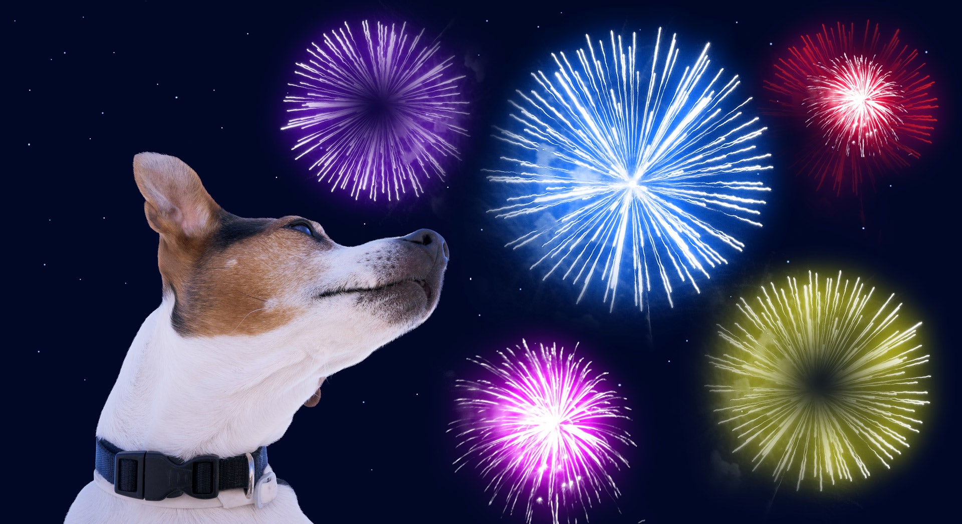 Fourth of July & Fireworks: Calming Strategies to Keep Your Dog Safe