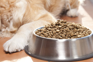 Is your dog finicky about his dry food? The solution may be simpler than you think. - Bow Wow Labs