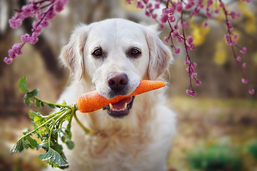 3 Easy Ways to Keep Your Dog in Optimal Health