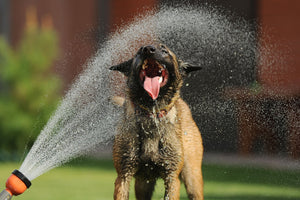 The dog days of summer are here: How to keep your dog safe in the heat - Bow Wow Labs