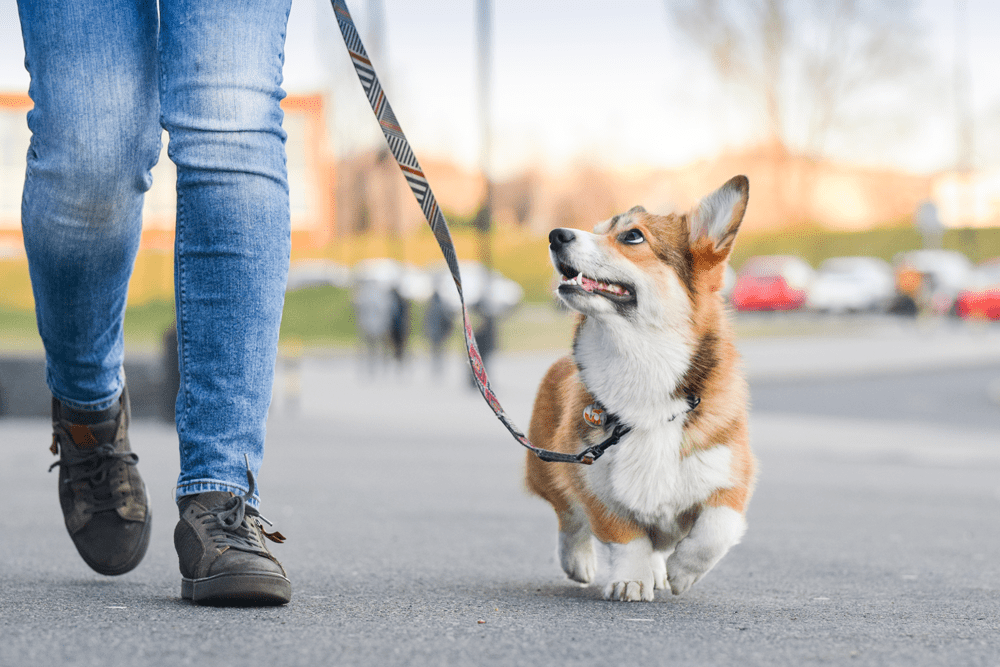 Loose Leash Walking: Our step-by-step guide