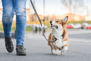 Loose Leash Walking: Our step-by-step guide - Bow Wow Labs