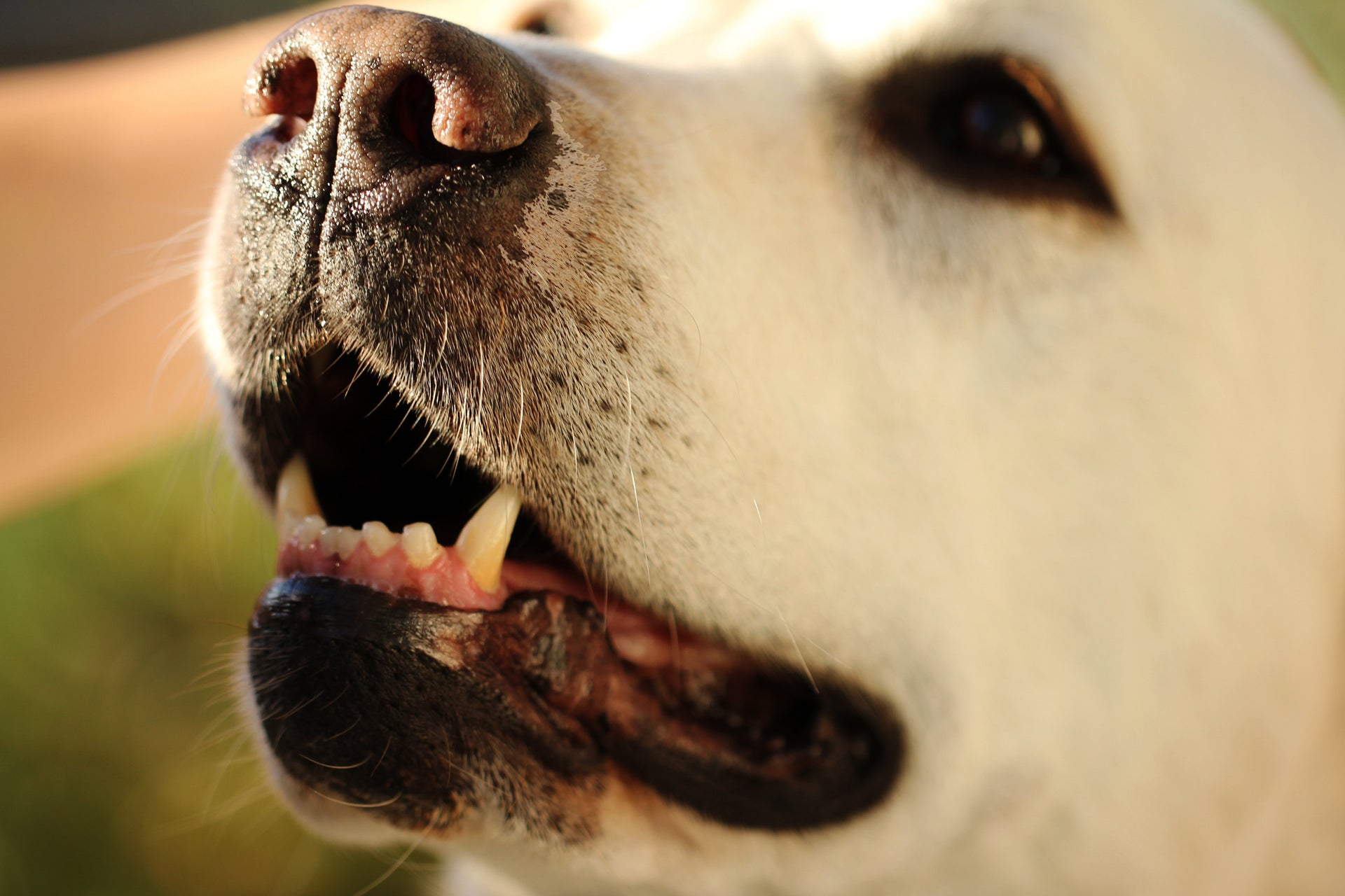 Improve Your Dog’s Dental Care with Bully Sticks!