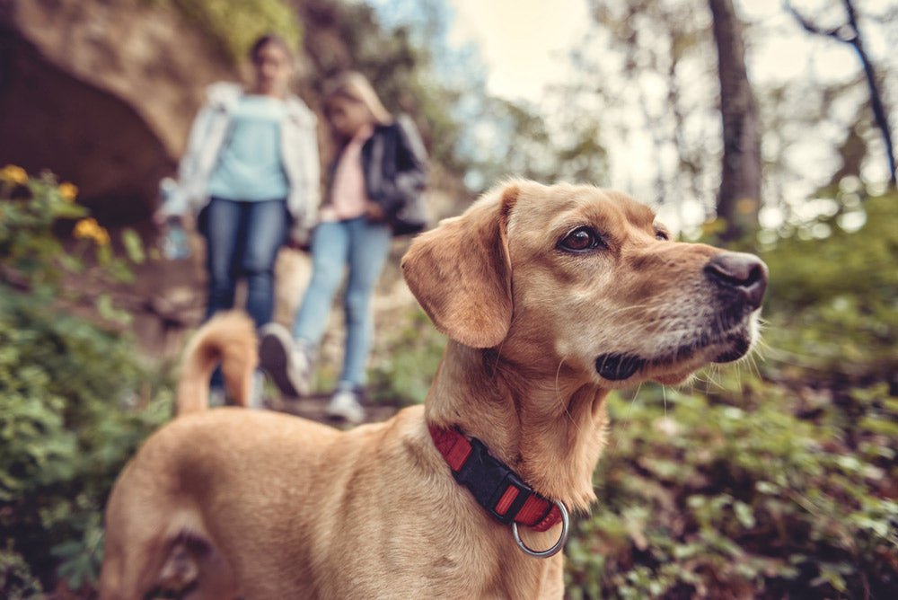 Going for a Walk in the Woods With Your Dog? Follow These Tips First!