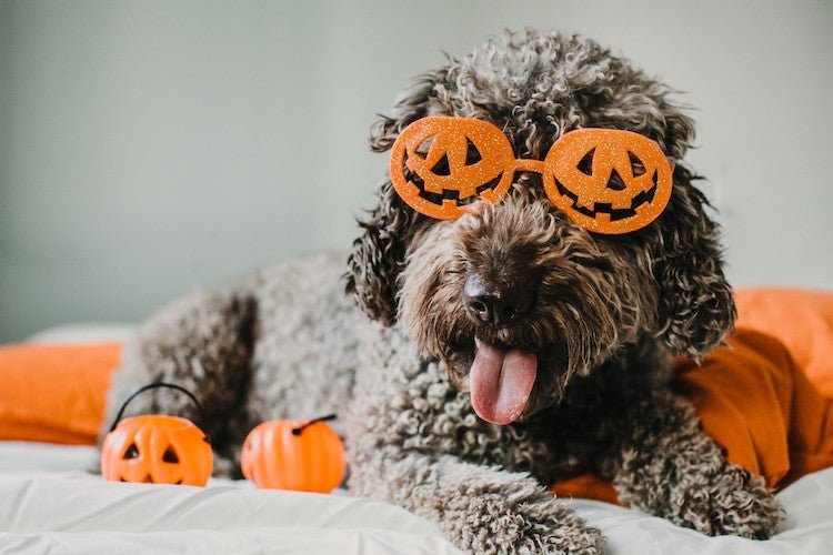 Our Expert Guide To Halloween Safety for Dogs