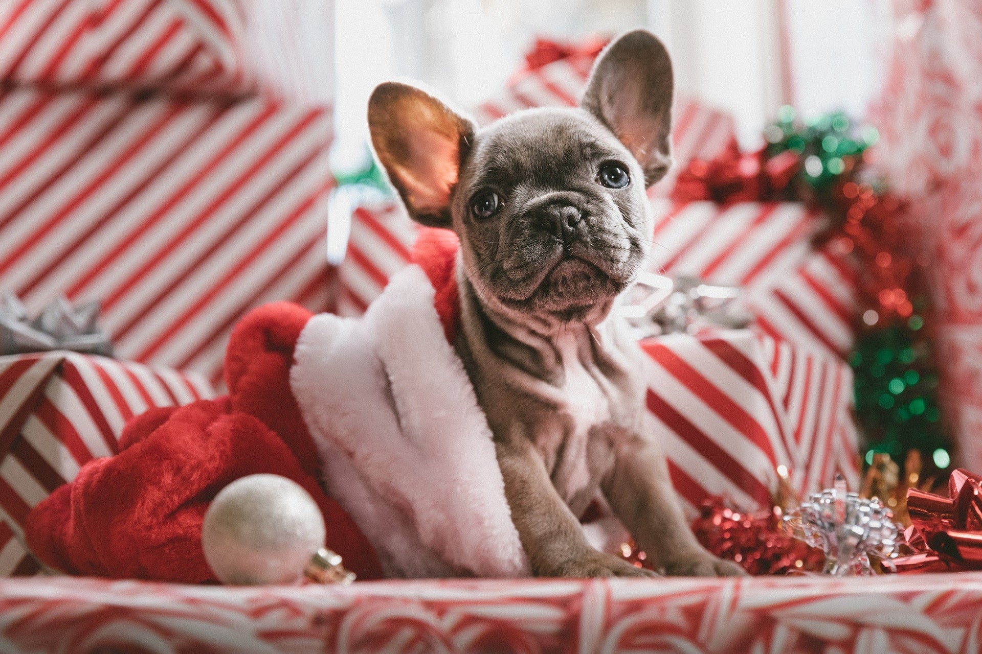 4 Dog Safety Strategies for the Holidays