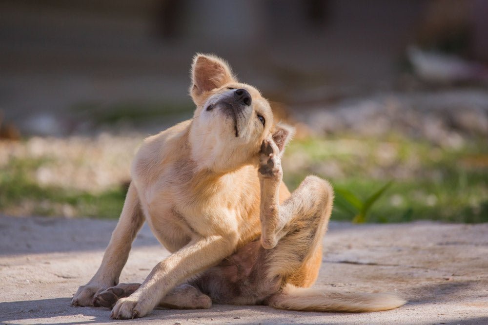 Does your dog suffer from a dry, itchy, flaky coat? The solution might be simpler than you think.