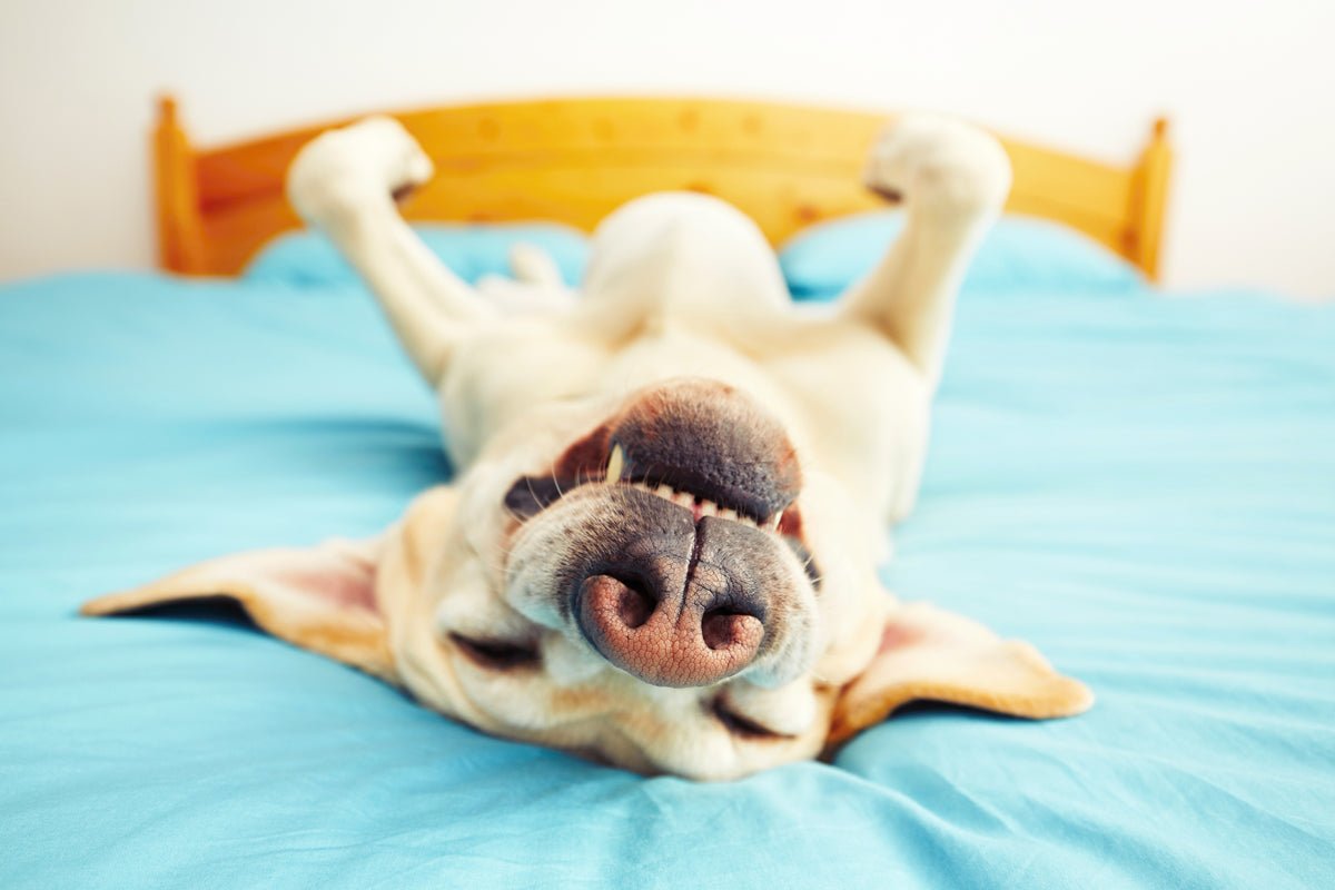 What Do Your Dog’s Sleeping Positions Mean?